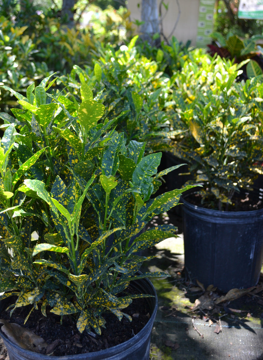 Croton - Gold Dust – Green Thumb Nursery