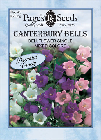 Bellflower - Canterbury Bells - Packet of Seeds