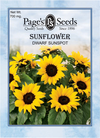 Sunflower - Dwarf Sunspot - Packet of Seeds