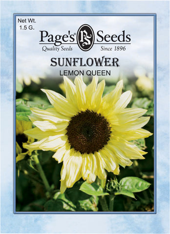 Sunflower - Lemon Queen - Packet of Seeds