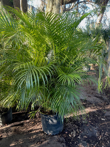 Areca Palm