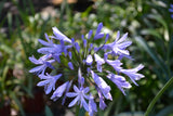 Agapanthus