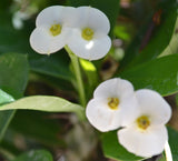 Crown of Thorns (white)