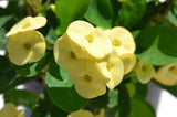 Crown of Thorns (yellow)