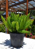 Foxtail Fern