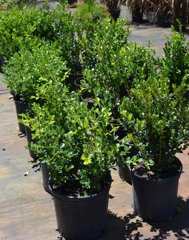 Japanese Boxwood