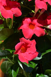 Mandevilla (red)