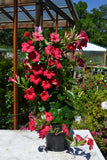 Mandevilla (red)